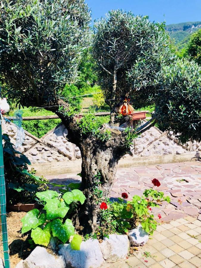 Agriturismo A Do' Cumparone Corbara  Eksteriør billede